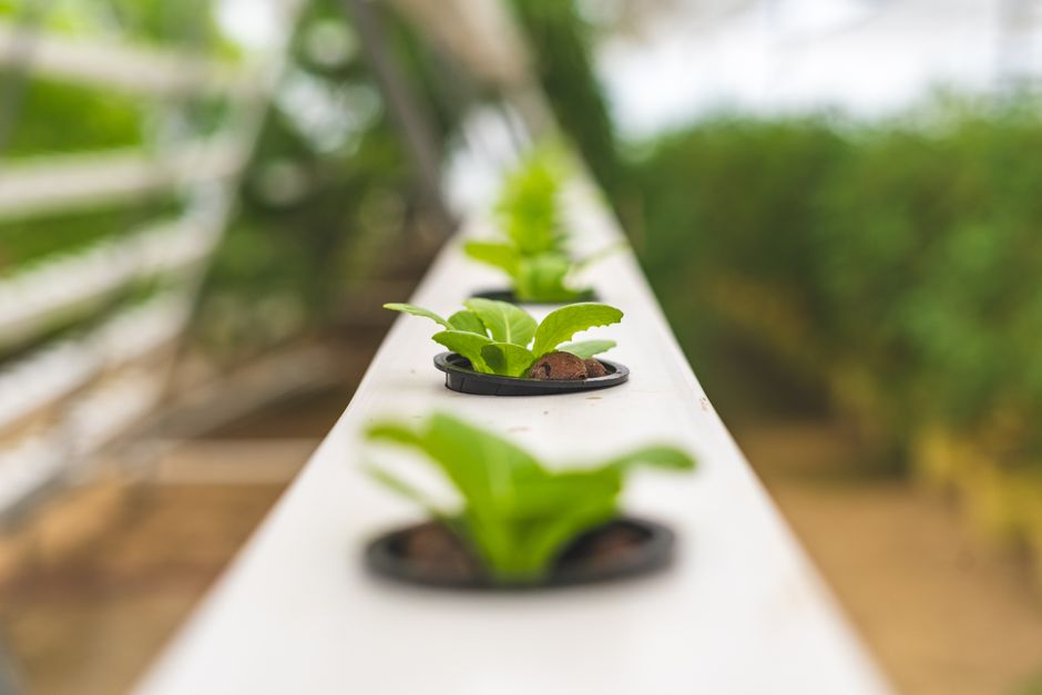 aquaponics kit