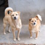 criador cachorros cerca