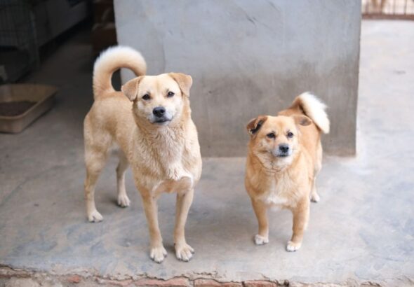 criador cachorros cerca