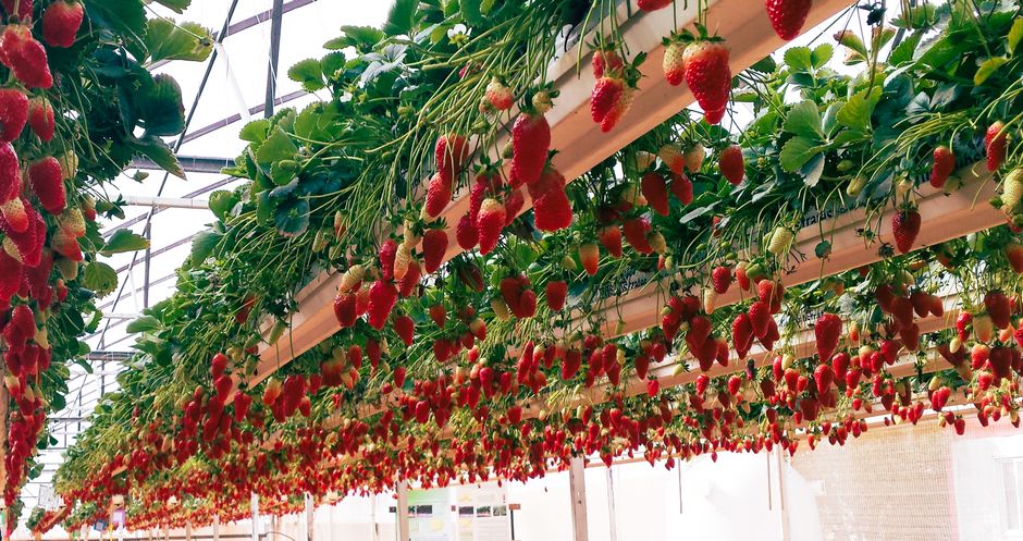 vertical farming technology